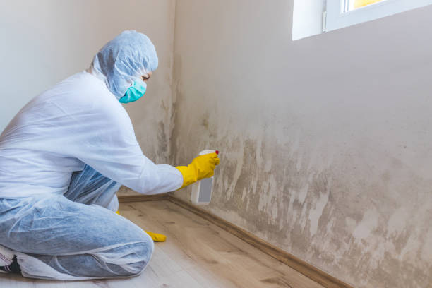 Licensed Mold Testing service in Watertown, NY - WQB Mold Removal